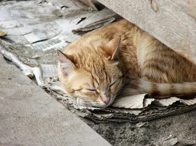Бездомная кошка