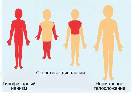 Пропорции тела