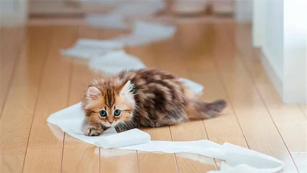 котенок с бумагой