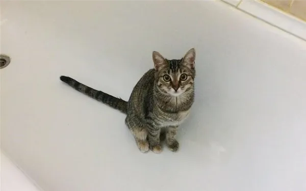 Почему кошка ходит в туалет в ванну