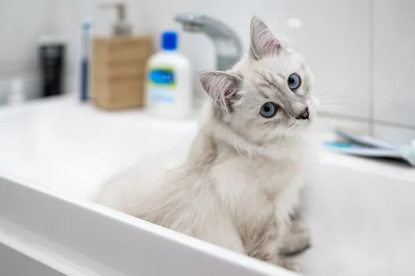 Как отучить кошку гадить в раковину и почему она вообще делает это?