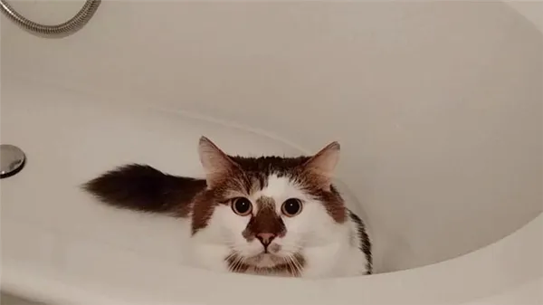 Кот гадит в ванну