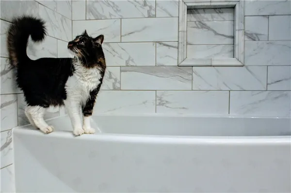 Как отучить кота гадить в ванну Кот писает под ванну помогите. 2