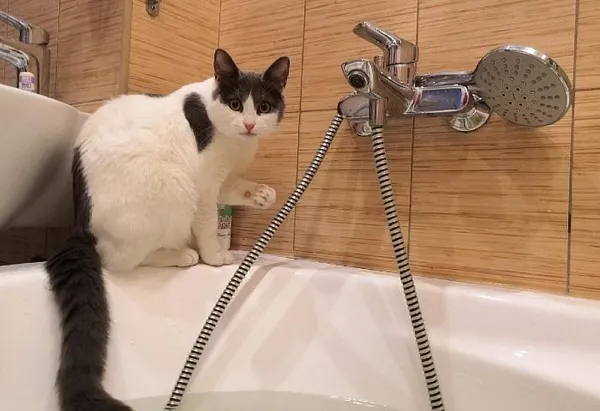 Как отучить кошку гадить в ванную