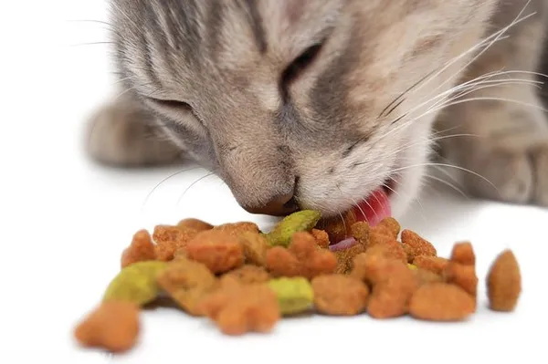 Как перевести кошку на натуральное питание мясом. 5