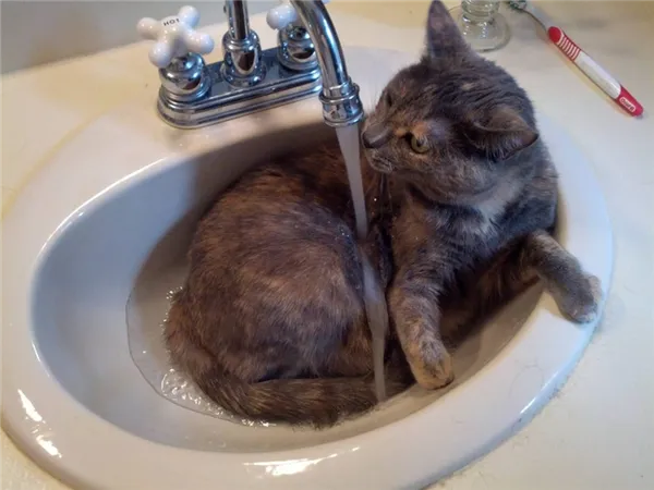 Кошка сидит в раковине