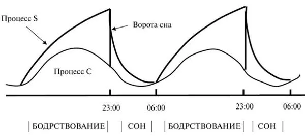 Модель регуляции сна А. Борбели