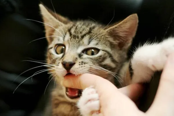 Почему кошка кусается, когда ее гладят