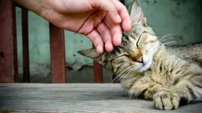 Как приучить кошку к рукам и ласке и приручить дикого котенка с улицы. 2