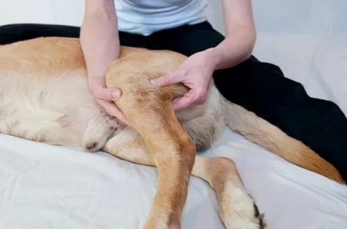 Если у собаки парализовало задние лапы, что делать? Возможно ли лечение?