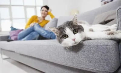 Как убрать запах кошачьей мочи с дивана. 4