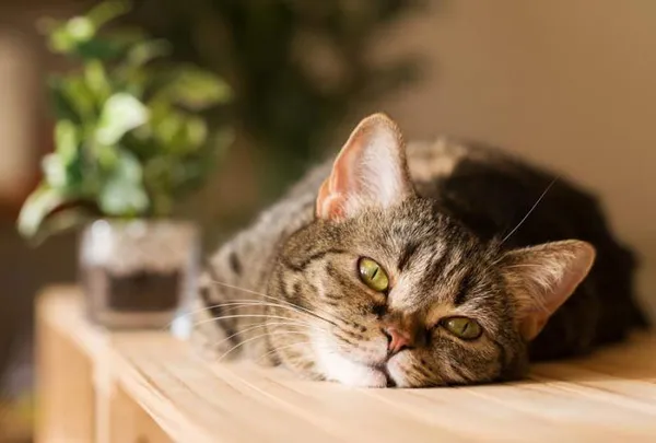 Как отучить кошку лазить по столам: 7 практических советов. 24