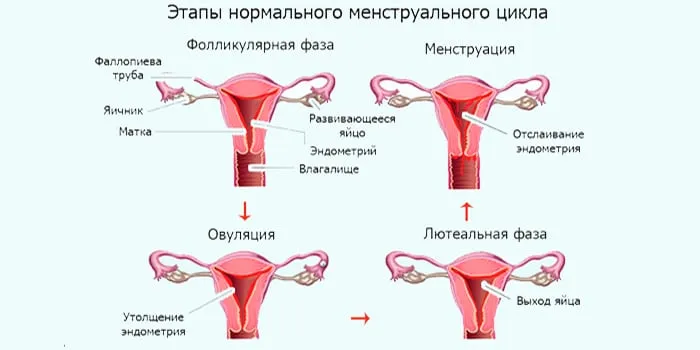 Как вызвать месячные раньше срока 10