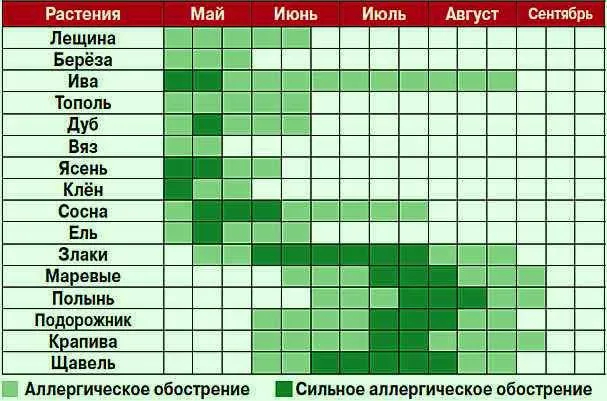 Аллергия в августе: временная, но серьезная угроза 4