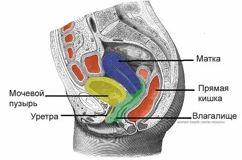 Расположение влагалища в малом тазу