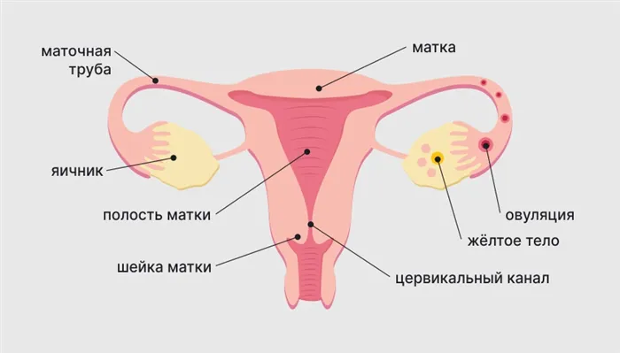 Анатомия внутренних органов репродуктивной системы