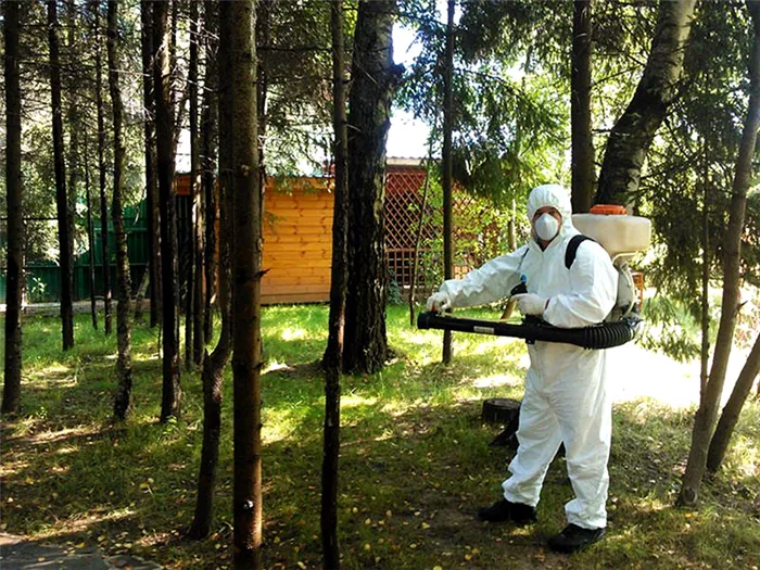 Если несколько деревьев находятся в тесном контакте, следует выбрать чадящий способ уничтожения одного из них, чтобы не повредить остальные посадки