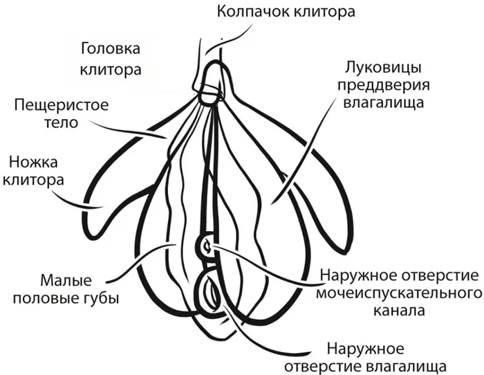 Строение клитора