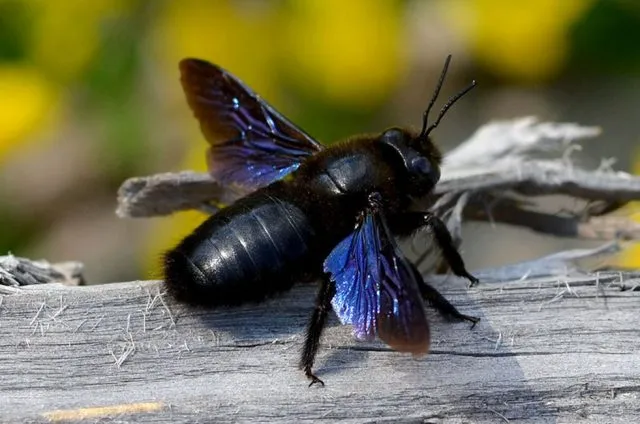 Пчела-плотник, или пчела-древоточец (Xylocopa valga)