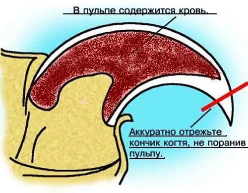 Стрижка когтей у йорка 2