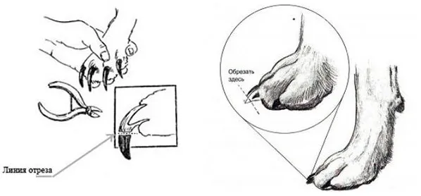 Как правильно обрезать когти йорку