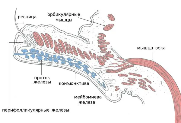 Анатомия века