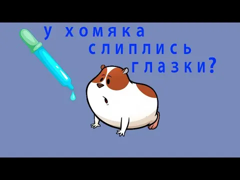 Почему у хомячка слиплись глазки? Как лечить конъюнктивит?